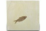 Detailed Fossil Fish (Knightia) - Wyoming #320389-1